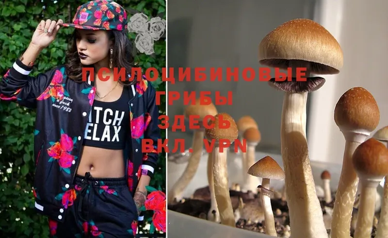 Галлюциногенные грибы Psilocybe  Орёл 